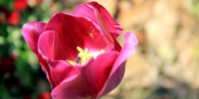 2023年荷蘭國際花卉園藝博覽會(huì)